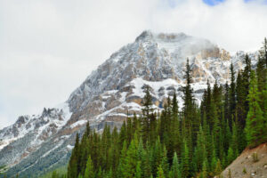 Pinon Nuts Vs Pine Nuts Here Are The Subtle Differences