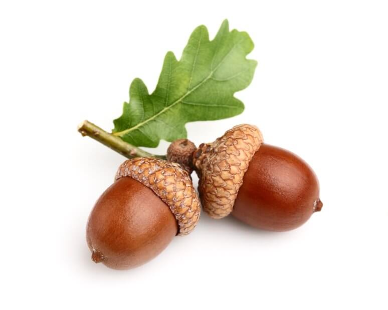 Acorns