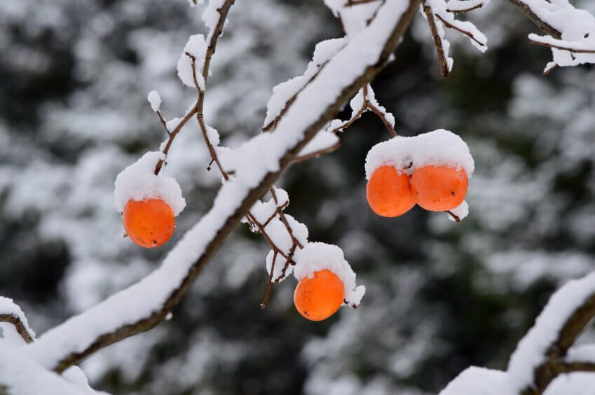 Persimmon on tree covered in snow